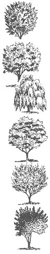 Illustrations of shade trees